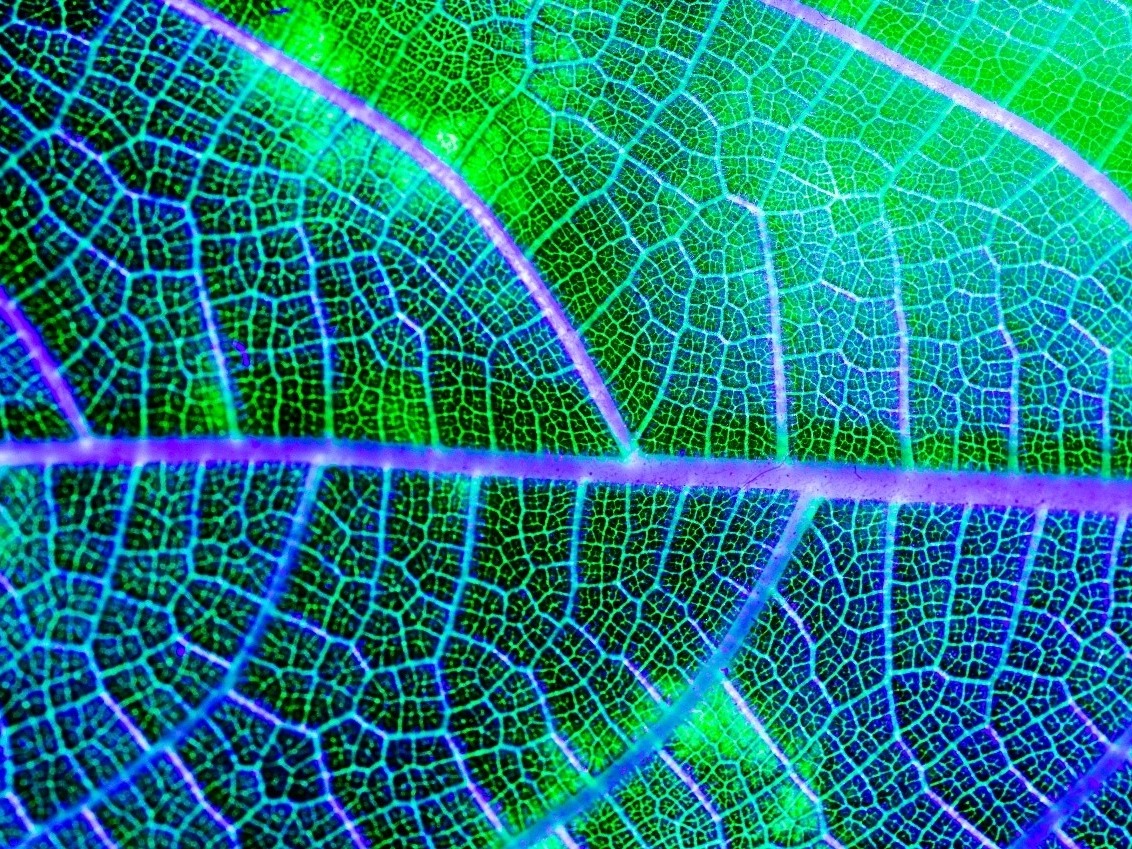 Image supplied by Freepik