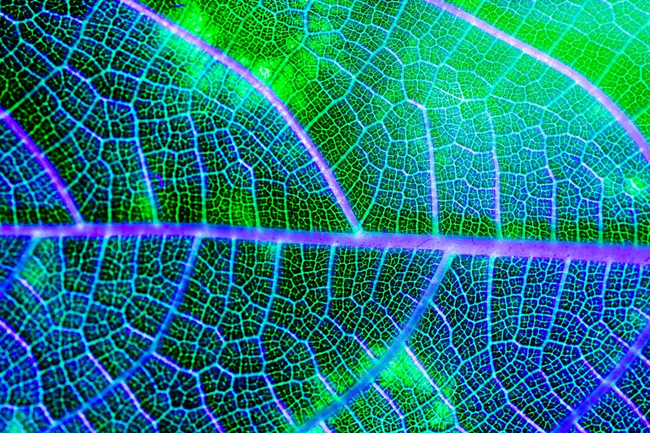 Image supplied by Freepik